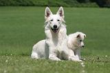 BERGER BLANC SUISSE - ADULTS ET PUPPIES 052